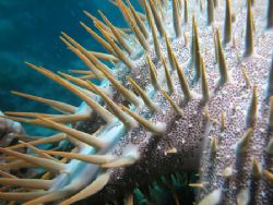 Taken in Bonaire Thorn Starfish by Brocken Rudi 